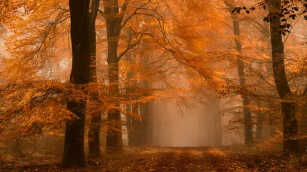 Nebliger Herbstwaldweg
