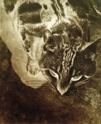 Katze