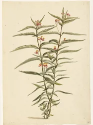 Blühende Frederiksblume (Asclepias curassavica)