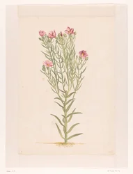 Pflanze mit rosa Blüten