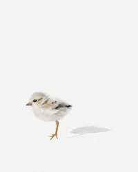 Watvogel, ca. 2021