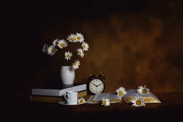 Gänseblümchen Bücher Morgenfrieden