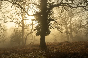 Herbstmorgen, 2025