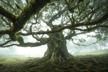Der Wald hört zu