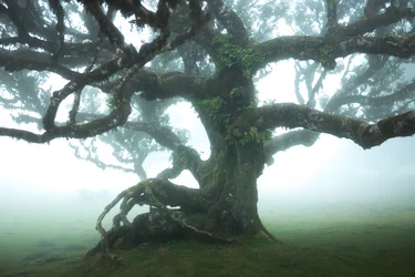 Der Wald bleibt IIII