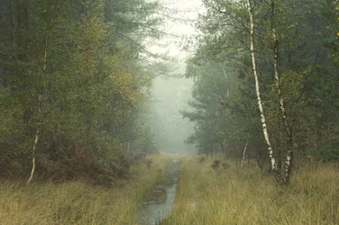 Der lauschende Baum, 2023