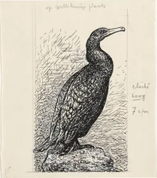 Kormoran