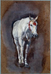 Ein Pferd (Zeichnung)