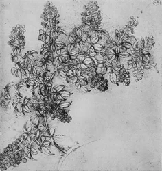 Ein Zweig Brombeere, ca. 1480, 1945