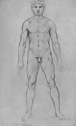 Ein nackter Mann von vorne gesehen, ca. 1480
