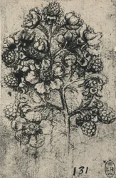 Ein Zweig von Brombeeren, ca. 1480, 1945