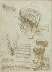 Ein Manuskriptblatt mit anatomischen Zeichnungen und Notizen, 1506-1508