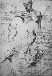 Anatomische Zeichnungen eines Männerhalses und Schultern