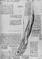 Anatomische Studie der Fußmuskeln