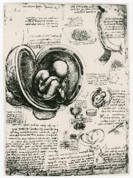 Anatomische Skizze eines menschlichen Fötus im Mutterleib, um 1510