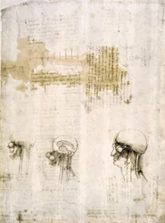 Anatomiestudien