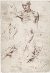 Anatomiestudien: Die Oberflächenmuskeln von Hals und Schulter
