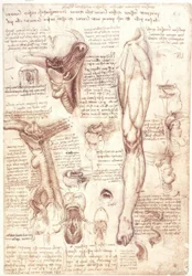 Anatomiestudien: Zunge, Rachen, Kehlkopf und Speiseröhre