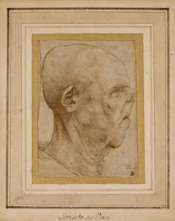 Karikatur des Kopfes eines alten Mannes, im Profil nach rechts, ca. 1507
