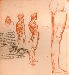 Zeichnungen, die die Bewegungen der menschlichen Figur und kämpfende Krieger zeigen, ca. 1472-1519, 1883