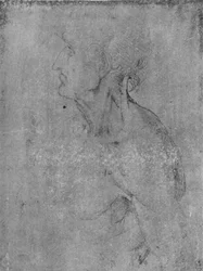 Kopf und Büste eines alten Mannes nach links, ca. 1480
