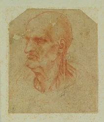 Kopf eines bartlosen alten Mannes, linkes Profil