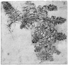 Studie eines Brombeerzweigs, spätes 15. oder frühes 16. Jahrhundert, 1954