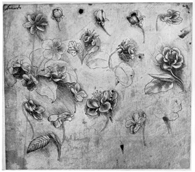 Studie von Blumen, um 1481-1483, 1954