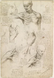 Oberflächliche Anatomie von Schulter und Nacken (recto)