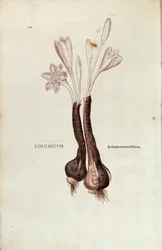 Herbstzeitlose (Colchicum autumnale) von Leonhart Fuchs aus De historia stirpium commentarii insignes (Bemerkenswerte Kommentare zur Geschichte der Pflanzen), kolorierte Gravur