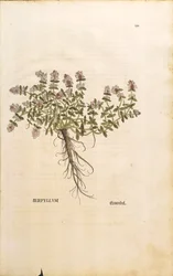 Breckland oder Wilder Thymian (Thymus serpyllum), kolorierter Stich