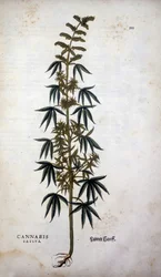 Cannabis Sativa (Hanf) - in „De Historia Stirpium commentarii insignia“ von Leonhart Fuchs
