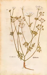 Kümmel von Leonhart Fuchs aus De historia stirpium commentarii insignes, kolorierte Gravur