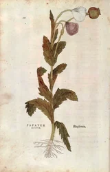 Korn- oder Feldmohn