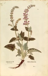 Drachenmaul (Horminum oder Orminum sylvestre) von Leonhart Fuchs aus De historia stirpium commentarii insignes (Bemerkenswerte Kommentare zur Geschichte der Pflanzen), kolorierte Gravur