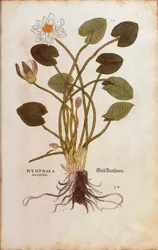 Weiße Seerose oder Weißer Lotus - Nymphaea alba (Nymphaea candida) von Leonhart Fuchs aus De historia stirpium commentarii insignes (Bemerkenswerte Kommentare zur Geschichte der Pflanzen), kolorierte Gravur