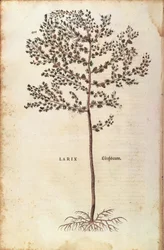 Europäische Lärche (Larix decidua) von Leonhart Fuchs aus De historia stirpium commentarii insignes (Bemerkenswerte Kommentare zur Geschichte der Pflanzen), kolorierte Gravur