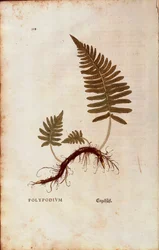 Farn, Gemeiner Tüpfelfarn (Polypodium vulgare) von Leonhart Fuchs aus De historia stirpium commentarii insignes (Bemerkenswerte Kommentare zur Geschichte der Pflanzen), kolorierter Stich