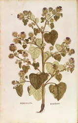 Große Klette - Arctium lappa (Personatia) von Leonhart Fuchs aus De historia stirpium commentarii insignes (Bemerkenswerte Kommentare zur Geschichte der Pflanzen), kolorierte Gravur