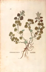 Gundermann von Leonhart Fuchs aus De historia stirpium commentarii insignes, kolorierte Gravur