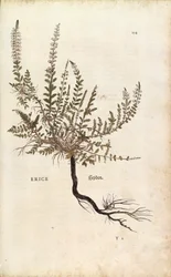 Heidekraut - Calluna vulgaris (Erice) aus De historia stirpium commentarii insignes (Bemerkenswerte Kommentare zur Geschichte der Pflanzen), kolorierter Stich
