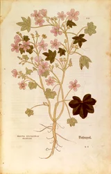 Malve (Malva sylvestris elatior) von Leonhart Fuchs aus De historia stirpium commentarii insignes (Bemerkenswerte Kommentare zur Geschichte der Pflanzen), kolorierte Gravur