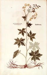 Nordischer Eisenhut von Leonhart Fuchs aus De historia stirpium commentarii insignes, kolorierte Gravur
