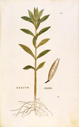 Oleander (Nerium oleander) von Leonhart Fuchs aus De historia stirpium commentarii insignes (Bemerkenswerte Kommentare zur Geschichte der Pflanzen), kolorierte Gravur