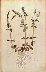 Ehrenpreis von Leonhart Fuchs aus De historia stirpium commentarii insignes, kolorierte Gravur