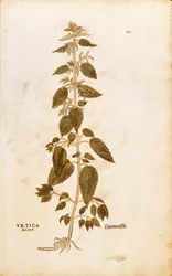 Große Brennnessel - Urtica dioica von Leonhart Fuchs aus De historia stirpium commentarii insignes, kolorierte Gravur
