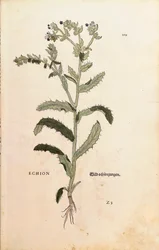Natternkopf oder Blauer Heinrich - Echium vulgare (Echion) von Leonhart Fuchs aus De historia stirpium commentarii insignes (Bemerkenswerte Kommentare zur Geschichte der Pflanzen), kolorierter Stich