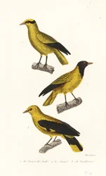 Pirolarten