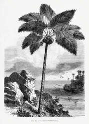 Vintage Palmenzeichnung I