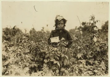 Annie Bissie pflückt Beeren auf den Feldern bei Baltimore, Maryland, 1909